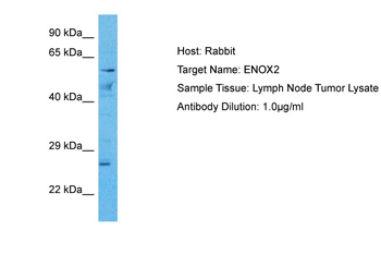ENOX2 Rabbit Polyclonal Antibody