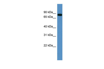 COL9A3 Rabbit Polyclonal Antibody