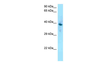 F2RL1 Rabbit Polyclonal Antibody