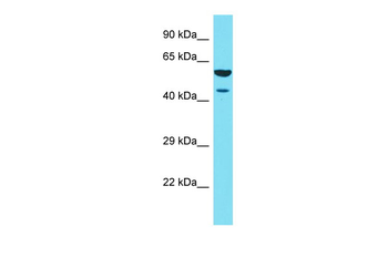 F2RL1 Rabbit Polyclonal Antibody