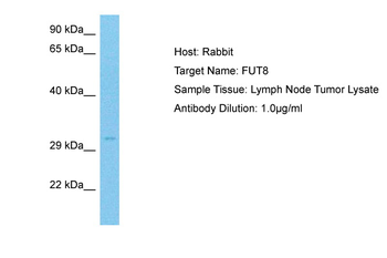 FUT8 Rabbit Polyclonal Antibody