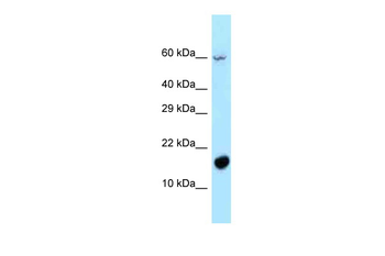 C5orf13 Rabbit Polyclonal Antibody