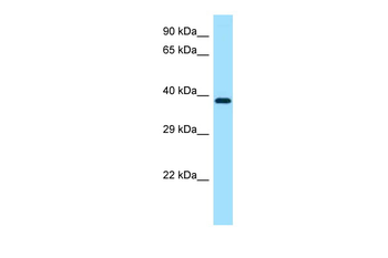 Map2k1 Rabbit Polyclonal Antibody