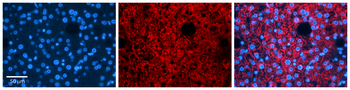 Phb Rabbit Polyclonal Antibody