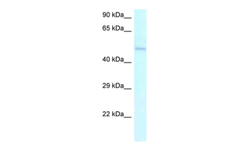 AMBN Rabbit Polyclonal Antibody