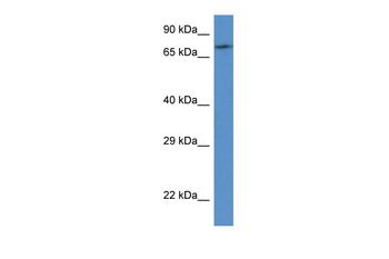 FAF1 Rabbit Polyclonal Antibody