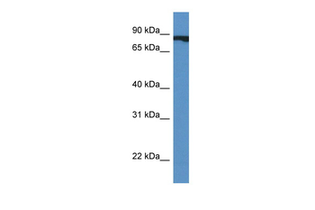 CUL4A Rabbit Polyclonal Antibody