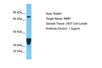 IMMT Rabbit Polyclonal Antibody