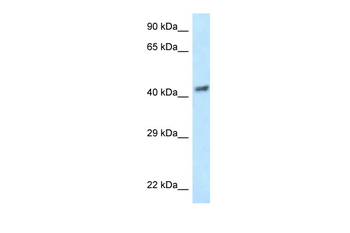 EIF3F Rabbit Polyclonal Antibody