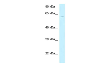 MON1B Rabbit Polyclonal Antibody