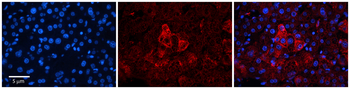 LDAH Rabbit Polyclonal Antibody