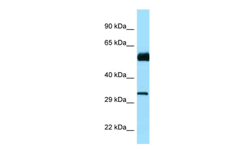 CDC20B Rabbit Polyclonal Antibody