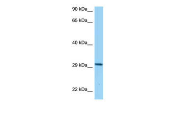 CD80 Rabbit Polyclonal Antibody