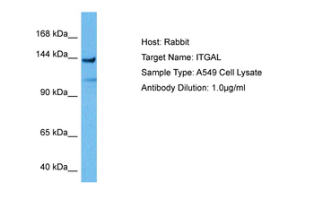 ITGAL Rabbit Polyclonal Antibody