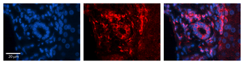 SCARB1 Rabbit Polyclonal Antibody