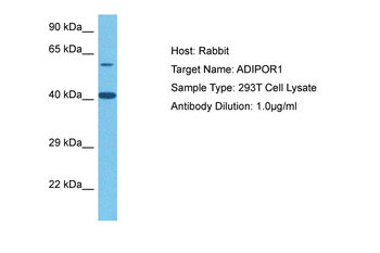ADIPOR1 Rabbit Polyclonal Antibody