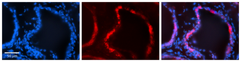 ADIPOR1 Rabbit Polyclonal Antibody