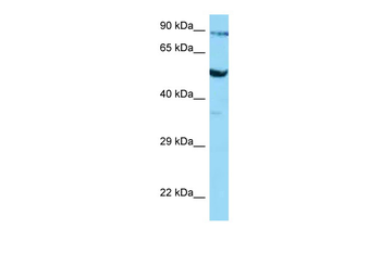 SLC2A3 Rabbit Polyclonal Antibody