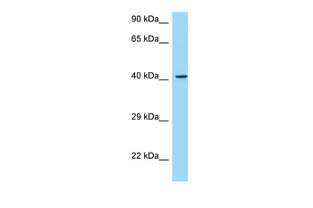 MADCAM1 Rabbit Polyclonal Antibody