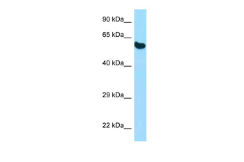 Pdia3 Rabbit Polyclonal Antibody