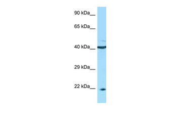 TNFRSF13C Rabbit Polyclonal Antibody