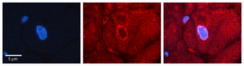 RPS3 Rabbit Polyclonal Antibody