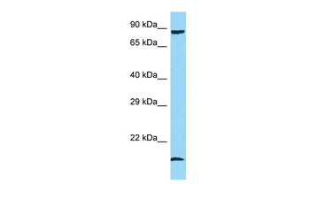 PPP1R15A Rabbit Polyclonal Antibody