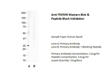 TNFSF8 Rabbit Polyclonal Antibody