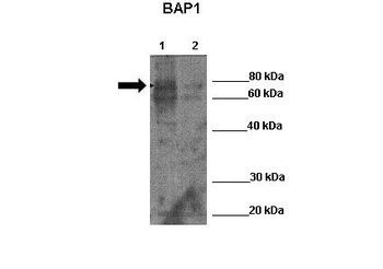 BAP1 Rabbit Polyclonal Antibody