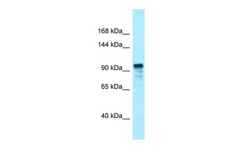 UNC13D Rabbit Polyclonal Antibody