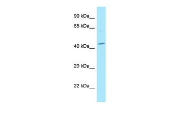 MPP1 Rabbit Polyclonal Antibody