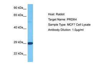 PRDX4 Rabbit Polyclonal Antibody