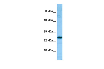PRDX4 Rabbit Polyclonal Antibody