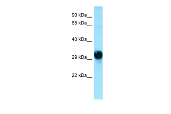 GPM6A Rabbit Polyclonal Antibody