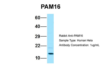 PAM16 Rabbit Polyclonal Antibody