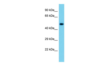 Nle1 Rabbit Polyclonal Antibody