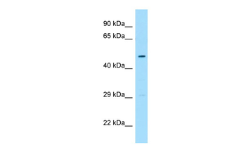 FLOT1 Rabbit Polyclonal Antibody