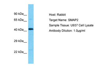 SMAP2 Rabbit Polyclonal Antibody