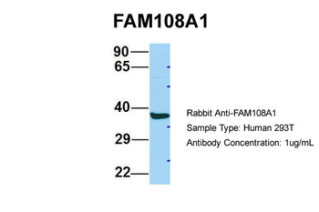 FAM108A1 Rabbit Polyclonal Antibody