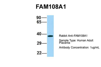 FAM108A1 Rabbit Polyclonal Antibody