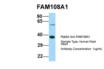 FAM108A1 Rabbit Polyclonal Antibody