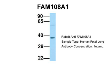 FAM108A1 Rabbit Polyclonal Antibody