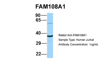 FAM108A1 Rabbit Polyclonal Antibody