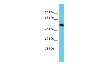 CLEC14A Rabbit Polyclonal Antibody