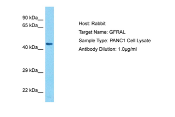 GFRAL Rabbit Polyclonal Antibody