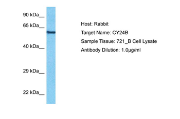 CYBB Rabbit Polyclonal Antibody