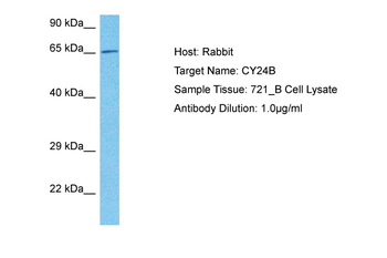 CYBB Rabbit Polyclonal Antibody