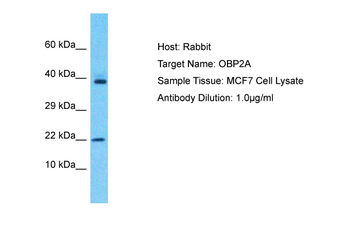 OBP2A Rabbit Polyclonal Antibody