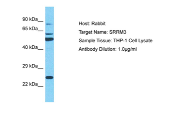 SRRM3 Rabbit Polyclonal Antibody