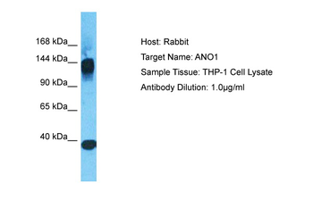 ANO1 Rabbit Polyclonal Antibody